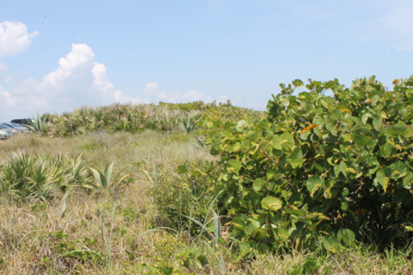 The Canaveral National Seashore