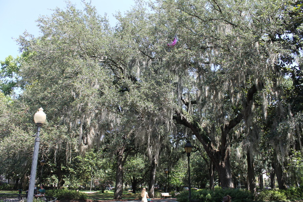 Savannah Historic District