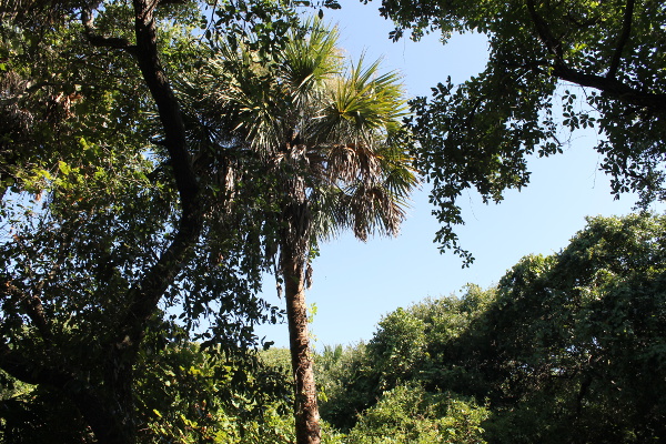 Ponce Preserve