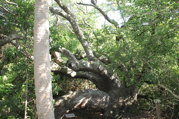 Ponce Preserve