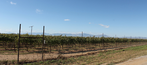 Wine Vineyards