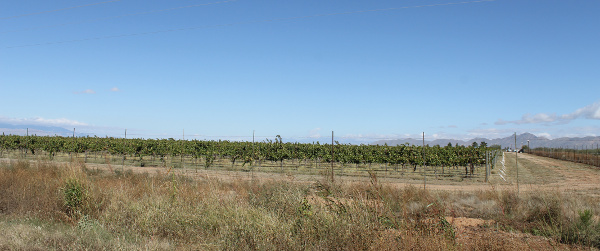 Wine Vineyards