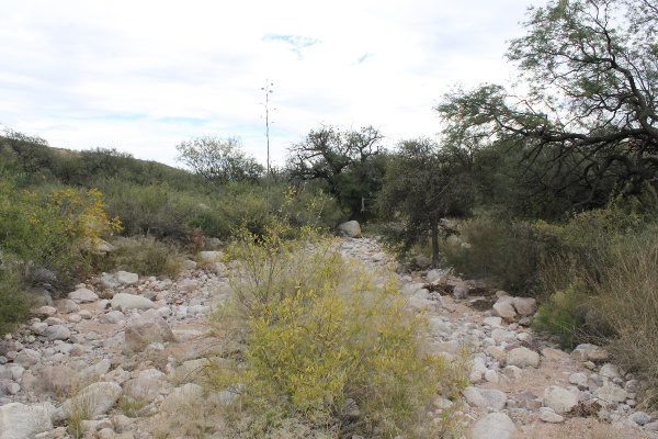 Guindani Connector Trail Wash