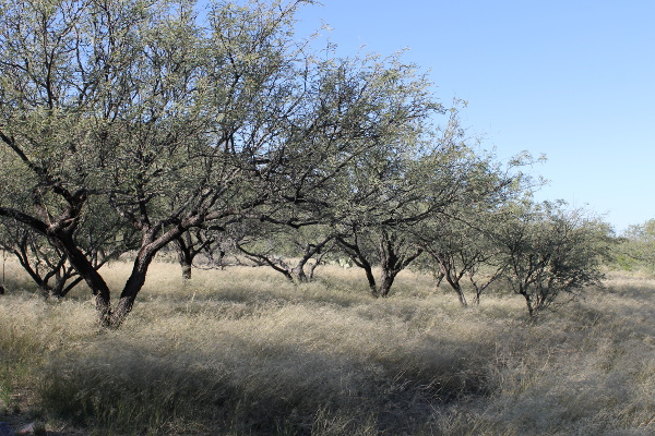 Kartchner Caverns State Park