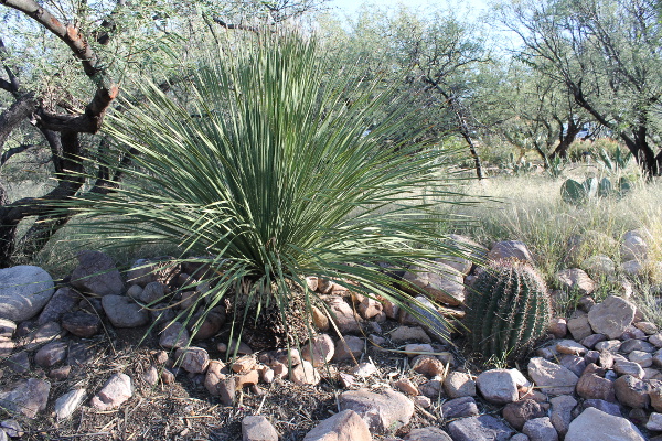 Kartchner Caverns State Park