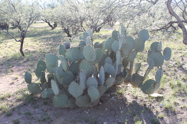 Kartchner Caverns State Park
