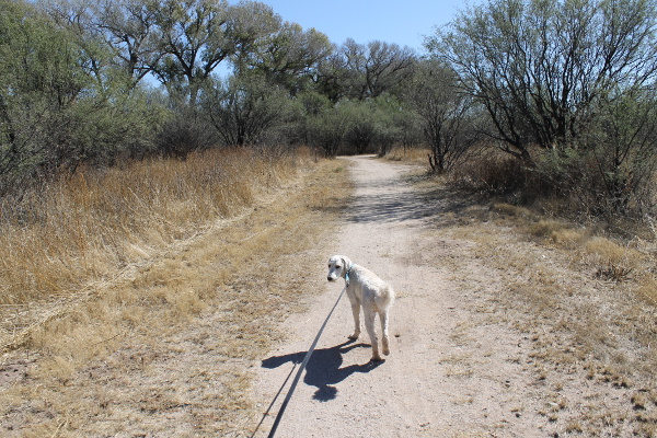 Barron & the Hiking Trail