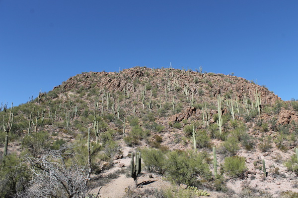 Saguaro National Park