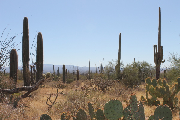 Saguaro National Park