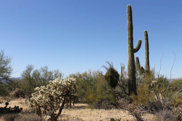 Saguaro National Park