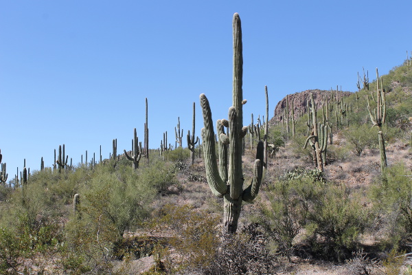 Saguaro National Park