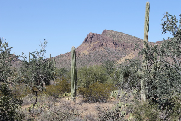 Saguaro National Park