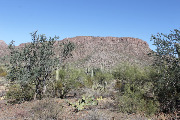 Saguaro National Park