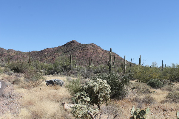 Saguaro National Park