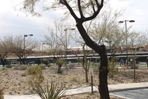 Mesquite Nevada