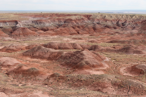 Petrified Forrest National Park