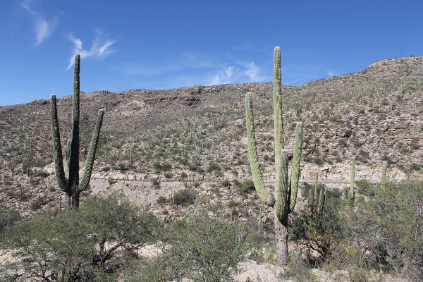 Mt. Lemmon Scenic Dr