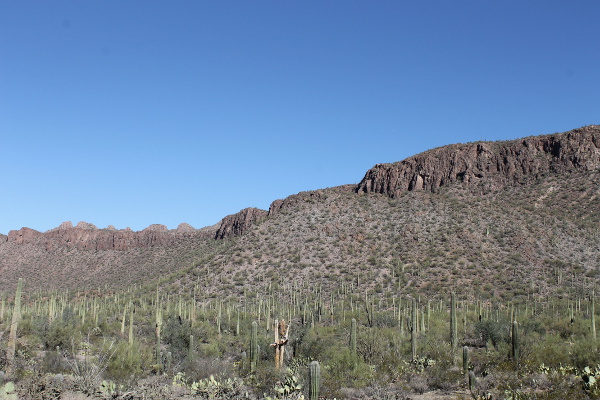 Saguaro National Park
