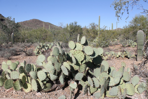 Saguaro National Park