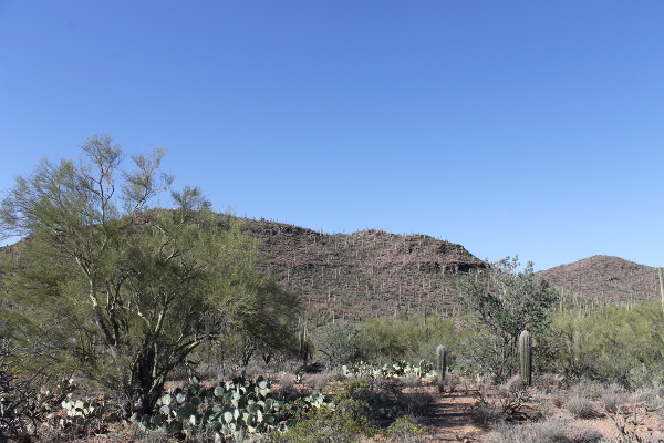 Saguaro National Park