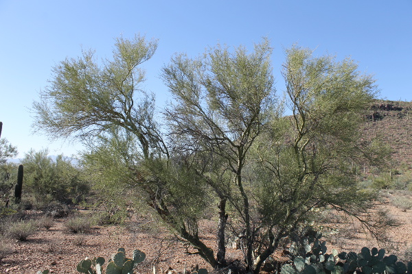 Saguaro National Park